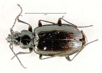Media type: image;   Entomology 34746 Aspect: habitus dorsal view